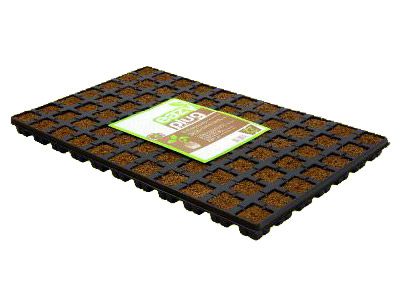 Eazy Plug Stecklings-Tray, 77Stk à 3.5 x 3.5cm
