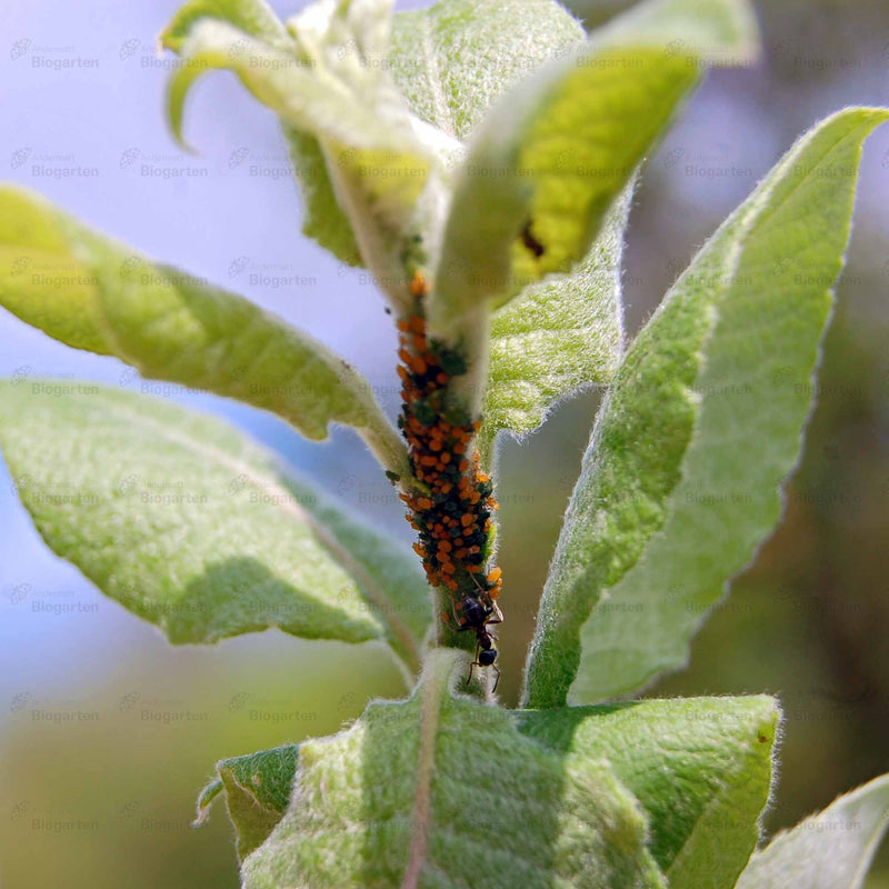Laden Sie das Bild in Galerie -Viewer, Insect-Ex - 500ml
