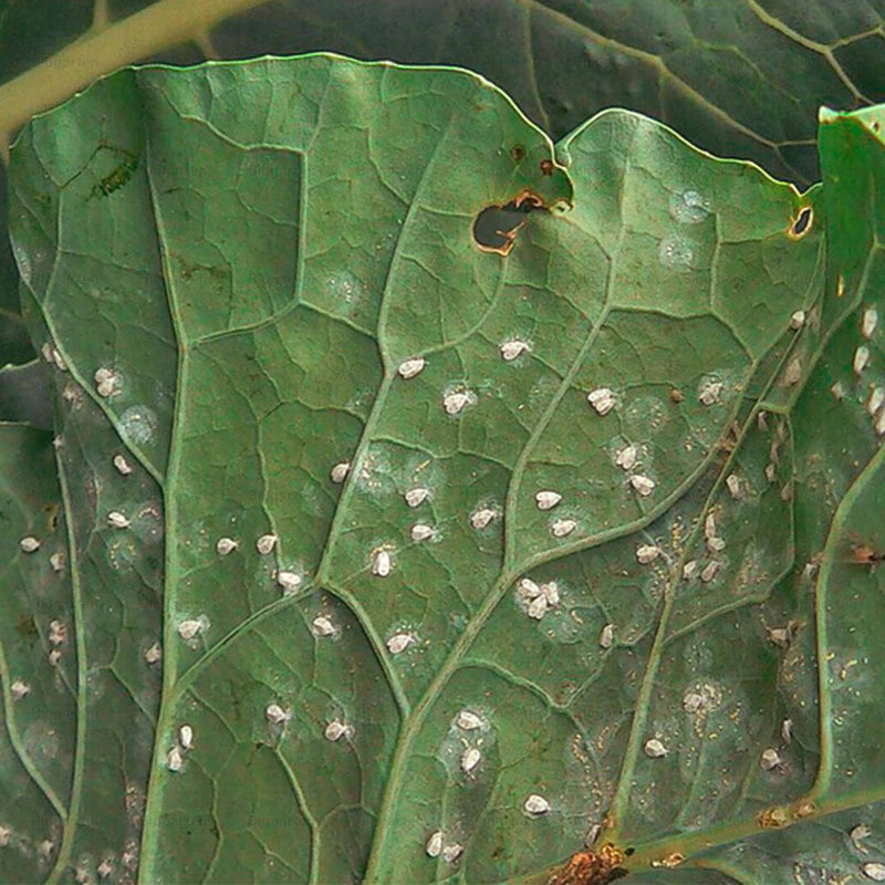 Laden Sie das Bild in Galerie -Viewer, Insect-Ex - 500ml
