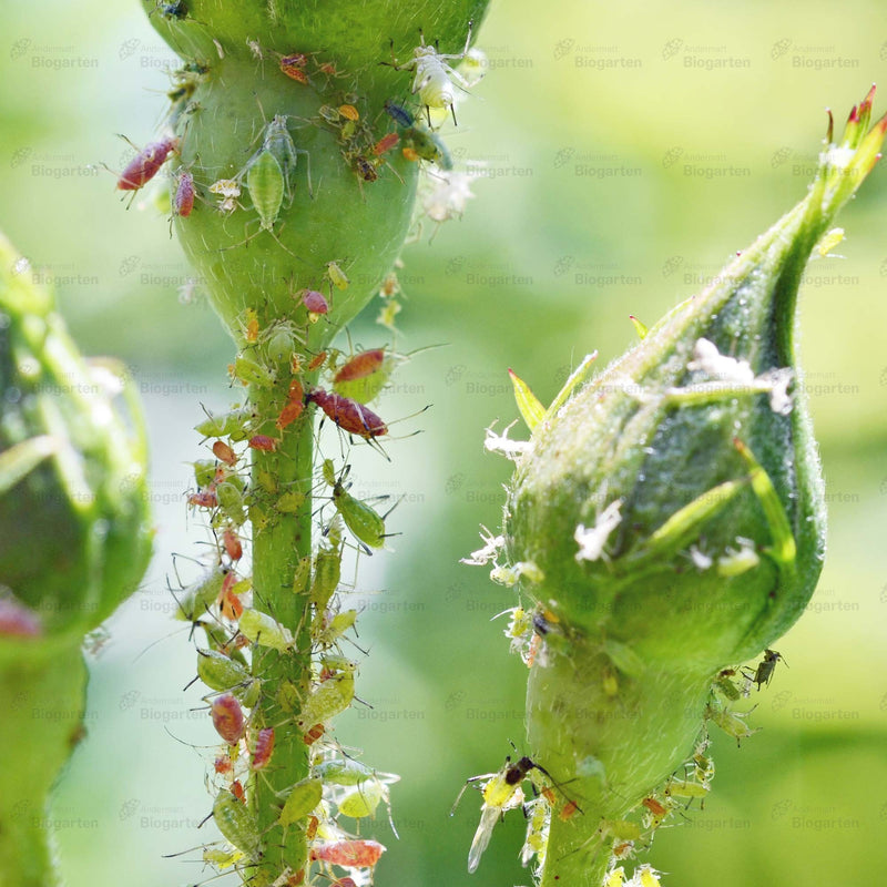 Laden Sie das Bild in Galerie -Viewer, Natural - 1 Liter
