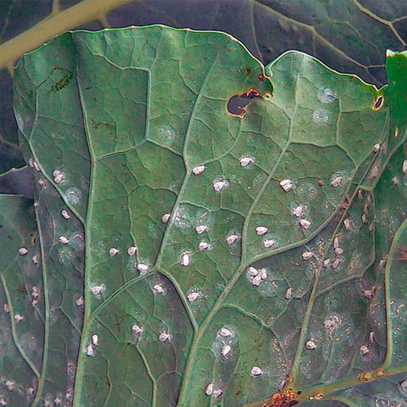 Laden Sie das Bild in Galerie -Viewer, Natural - 1 Liter
