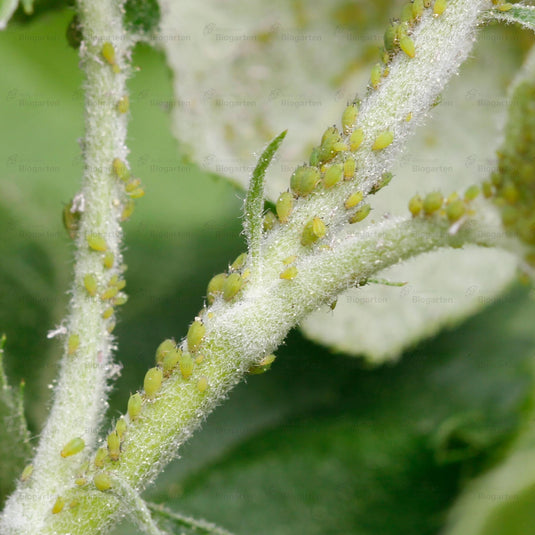 Natural - 4 Portionen à 10ml