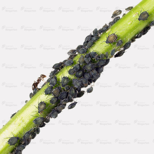 NeemAzal-T/S - 3 Portionen à 10ml