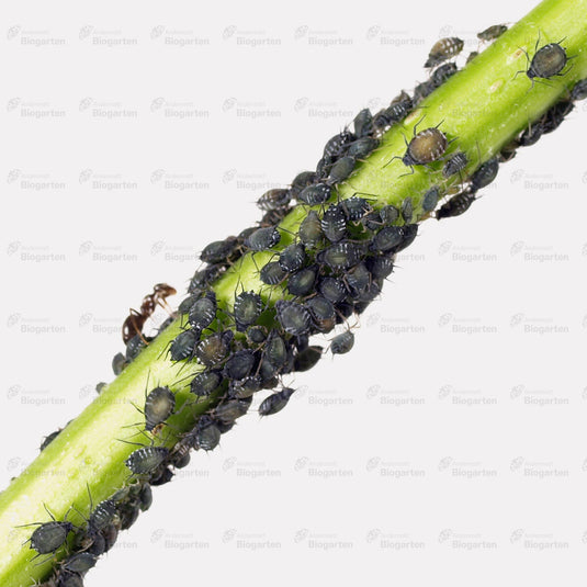NeemAzal-T/S - 3 Portionen à 10ml