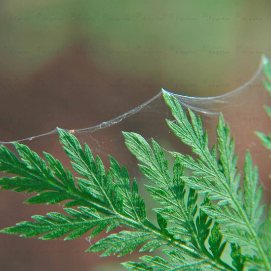 NeemAzal-T/S - 3 Portionen à 10ml
