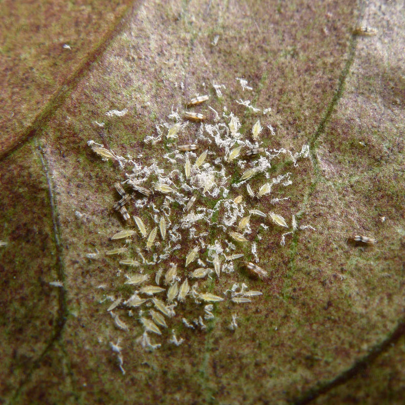 Laden Sie das Bild in Galerie -Viewer, NeemAzal-T/S - 3 Portionen à 10ml
